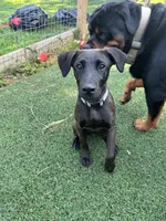 Wilson, a male Belgian Malinois and Labrador Retriever for sale in Hanover, PA – 6 of 7