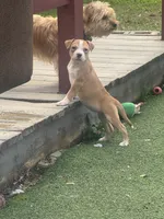 Pecan, a female American Pit Bull Terrier for sale in Hanover, PA – 6 of 8