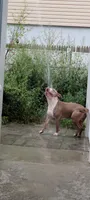 Vito, a male American Pit Bull Terrier for sale in Hanover, PA – 8 of 9