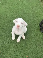 Titan, a male American Bully and American Pit Bull Terrier for sale in Hanover, PA – 6 of 7