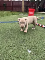 Vito, a male American Pit Bull Terrier for sale in Hanover, PA – 7 of 9
