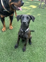 Wilson, a male Belgian Malinois and Labrador Retriever for sale in Hanover, PA – 2 of 7