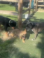Hudson, a male German Shepherd Dog for sale in Hanover, PA – 2 of 9