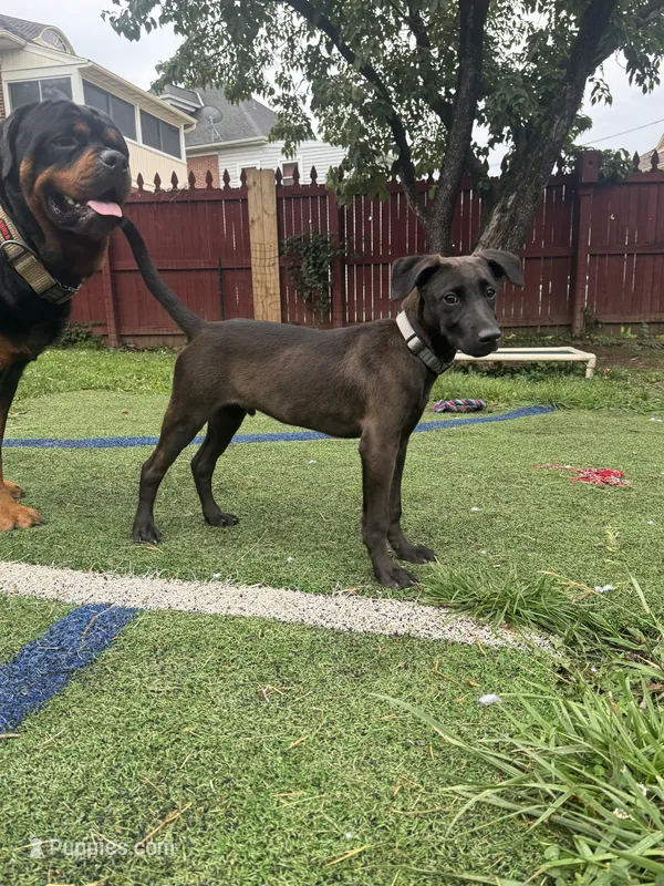 Wilson – Belgian Malinois, Labrador Retriever puppy for sale in Hanover, PA