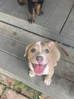 Kona, a female American Bully for sale in Hanover, PA – 4 of 10