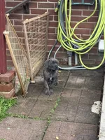 Prima, a female Cane Corso for sale in Hanover, PA – 2 of 9
