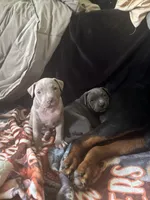 Vinny, a male American Pit Bull Terrier for sale in Hanover, PA – 2 of 8