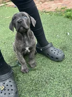 Prima, a female Cane Corso for sale in Hanover, PA – 6 of 9