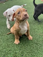 Bronx, a male American Bully and American Pit Bull Terrier for sale in Hanover, PA – 8 of 8