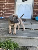 Hemmy, a female Cane Corso for sale in Hanover, PA – 6 of 10