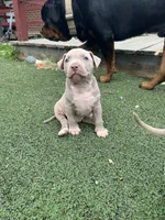 Vito, a male American Pit Bull Terrier for sale in Hanover, PA – 1 of 9