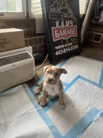 Kona, a female American Bully for sale in Hanover, PA – 6 of 10
