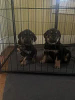 Dior, a female Rottweiler for sale in Hanover, PA – 5 of 7