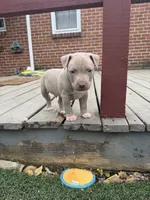 Vito, a male American Pit Bull Terrier for sale in Hanover, PA – 3 of 9