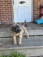 Hemmy, a female Cane Corso for sale in Hanover, PA – 7 of 10