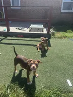 Toasty, a female American Bully for sale in Hanover, PA – 4 of 6