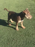 Biscuit, a female American Bully for sale in Hanover, PA – 3 of 7