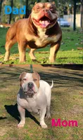 Biscuit, a female American Bully for sale in Hanover, PA – 7 of 7