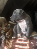 Lucy, a female American Pit Bull Terrier for sale in Hanover, PA – 5 of 9