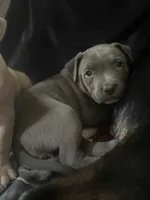 Lucy, a female American Pit Bull Terrier for sale in Hanover, PA – 3 of 9