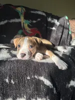 Pecan, a female American Pit Bull Terrier for sale in Hanover, PA – 3 of 8