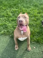 Bane, a male American Bully for sale in Hanover, PA – 4 of 10
