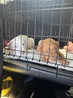 Titan, a male American Bully and American Pit Bull Terrier for sale in Hanover, PA – 5 of 7