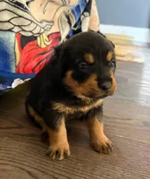 Dior, a female Rottweiler for sale in Hanover, PA – 3 of 7