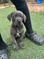 Prima, a female Cane Corso for sale in Hanover, PA – 8 of 9