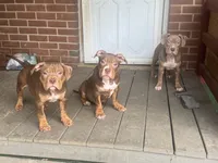 Pork, a male American Bully for sale in Hanover, PA – 2 of 6