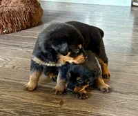 Dream, a female Rottweiler for sale in Hanover, PA – 4 of 7
