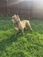 Bane, a male American Bully for sale in Hanover, PA – 6 of 10