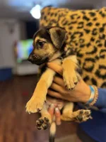 Puppy girl , a female German Shepherd Dog and Cane Corso for sale in Hanover, PA – 4 of 5