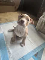 Kona, a female American Bully for sale in Hanover, PA – 10 of 10