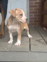 Pecan, a female American Pit Bull Terrier for sale in Hanover, PA – 2 of 8