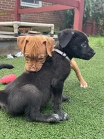 Athena, a female German Shepherd Dog and Cane Corso for sale in Hanover, PA – 2 of 7