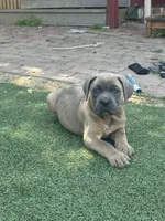 Hemmy, a female Cane Corso for sale in Hanover, PA – 2 of 10
