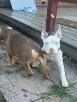 Mochi, a female American Bully for sale in Hanover, PA – 4 of 7