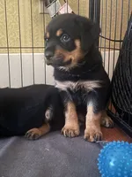 Dream, a female Rottweiler for sale in Hanover, PA – 1 of 7