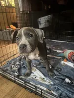 Blue Bella, a female American Pit Bull Terrier for sale in Hanover, PA – 7 of 10