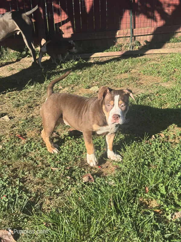 Butters – American Bully puppy for sale in Hanover, PA