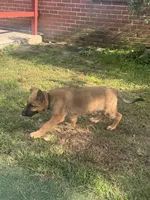 Hudson, a male German Shepherd Dog for sale in Hanover, PA – 4 of 9
