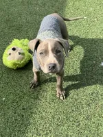 Blue Bella, a female American Pit Bull Terrier for sale in Hanover, PA – 5 of 10