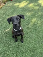 Wilson, a male Belgian Malinois and Labrador Retriever for sale in Hanover, PA – 5 of 7