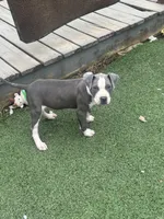 Blue-Banks, a male American Pit Bull Terrier for sale in Hanover, PA – 8 of 10