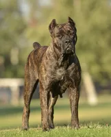 Prima, a female Cane Corso for sale in Hanover, PA – 9 of 9