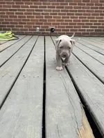 Vito, a male American Pit Bull Terrier for sale in Hanover, PA – 6 of 9
