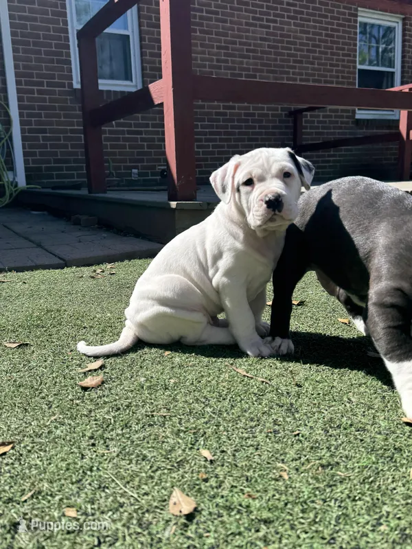 Titan – American Bully puppy for sale in Hanover, PA