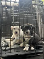 Titan, a male American Bully for sale in Hanover, PA – Photo 3 of 5