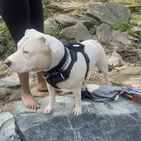 Titan, a male American Bully for sale in Hanover, PA – Photo 5 of 5